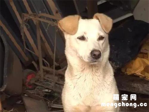 <b>在危难时刻，狗狗选择了主人而放弃了孩子，这该是多伟大的忠诚</b>