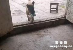 <b>被收养后，狗狗为报恩竟然天天往家捡空瓶…</b>