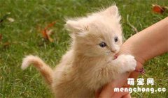 <b>猫咪跳蚤到人身上怎么办？</b>