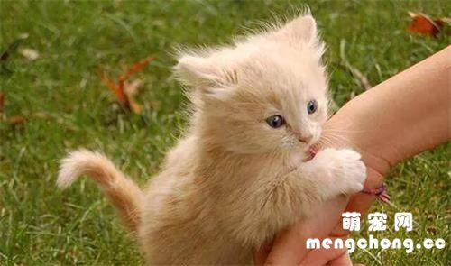 猫咪跳蚤到人身上怎么办?
