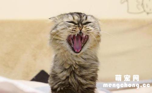 小奶猫哈气凶人怎么教育好?