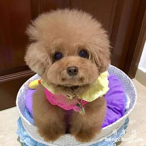 泰迪犬喂养指南,泰迪犬怎么养？