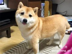 <b>柴犬养了5年，总觉得怪怪的，路人一句话点醒</b>