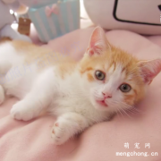 <b>英短和橘猫生下什么猫？</b>