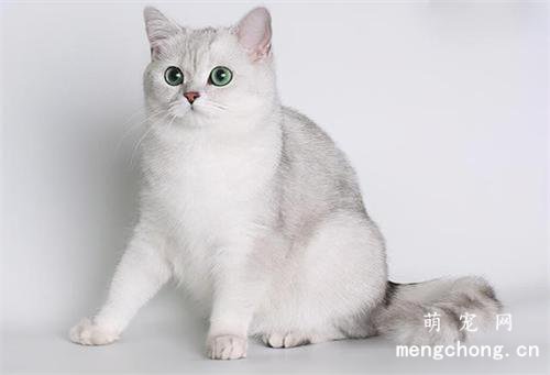 买银渐层猫要注意什么?