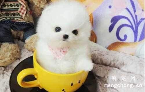 狗狗几个月最不听话？