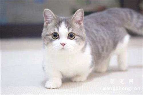 柯基猫是什么品种？