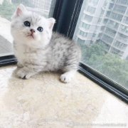 <b>曼赤肯猫是什么品种？</b>