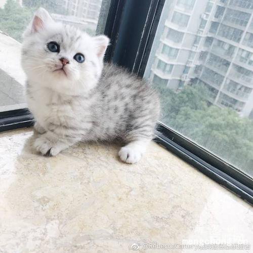 曼赤肯猫是什么品种？
