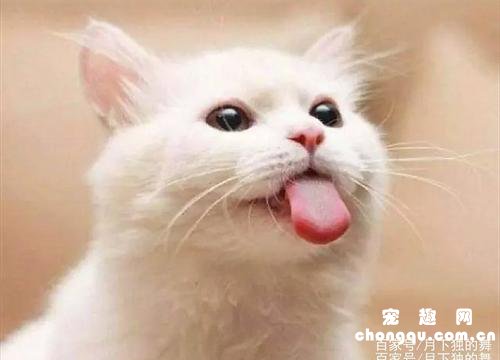 猫传腹能不能喝羊奶粉?