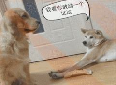 <b>金毛想吃秋田犬面前的零食又不敢，这是一场持久战！</b>