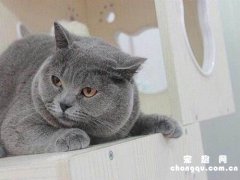 <b>英短蓝猫怀孕了吃什么好？</b>