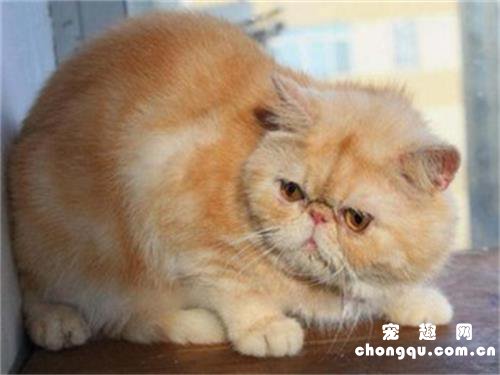 加菲猫分娩前的征兆有哪些?