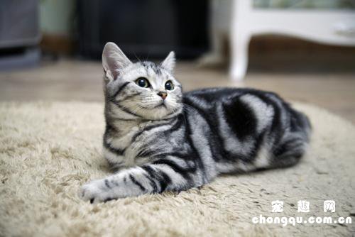 美短猫怀孕多少天生产?