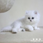 <b>金吉拉尾巴怎么样变蓬松？</b>