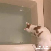 <b>猫一直盯着浴缸看，好奇到底怎么，过去一瞧差点没吐血</b>