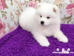 <b>幼犬驱虫间隔多久一次？</b>