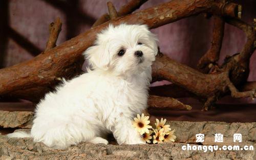 比熊犬一年的费用 比熊犬一年的花费