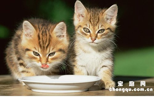 小奶猫的肠胃炎症状有哪些?