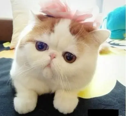 新抱来的加菲猫怎么养?