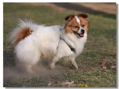 蝴蝶犬和牧羊犬的区别