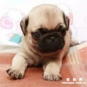 <b>巴哥犬可以剃毛吗？</b>