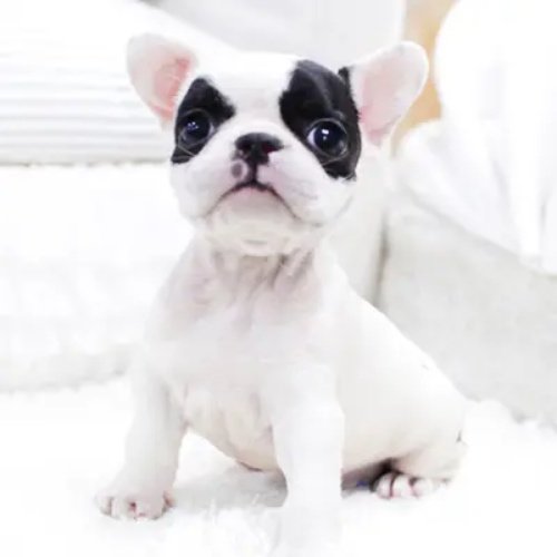 斗牛犬一天喂多少狗粮？