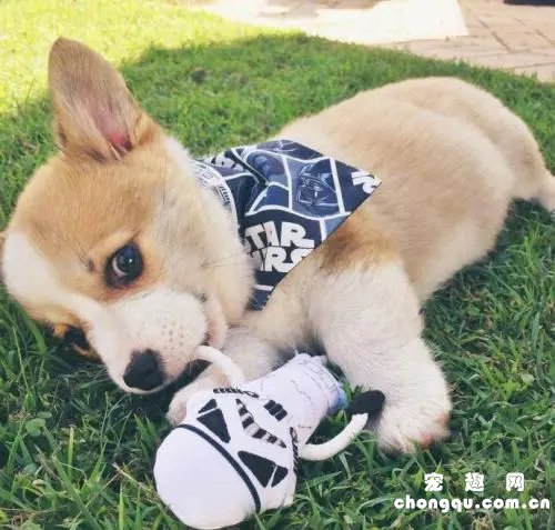 柯基什么时候认主人？
