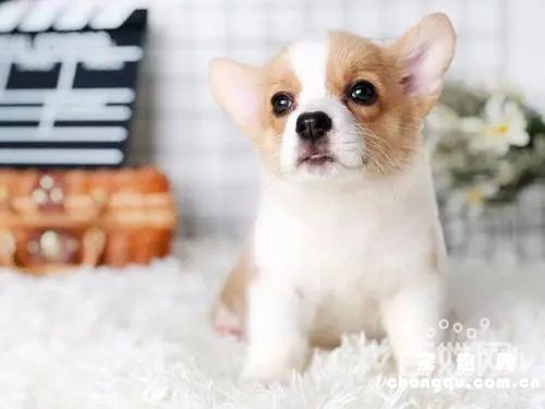 柯基多少个月开始长头和爆毛？