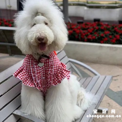 养巨贵犬注意事项