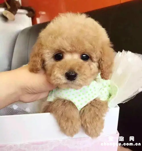 茶杯泰迪犬几个月换牙？