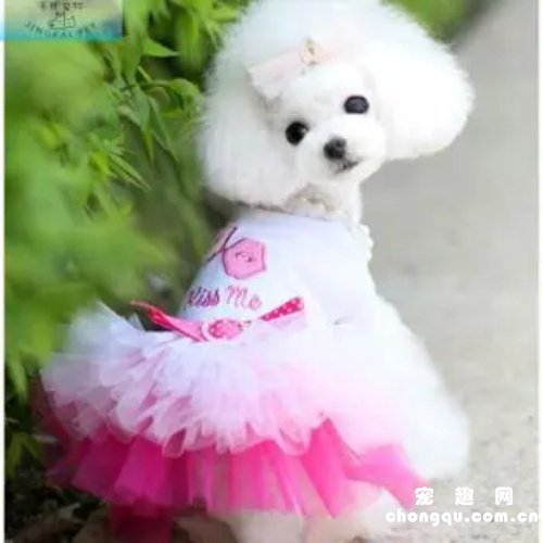 泰迪睡觉时身体老是抖怎么回事？