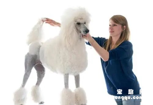 巨贵犬优点和缺点