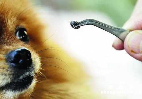 狗狗身上蜱虫太多怎么办？