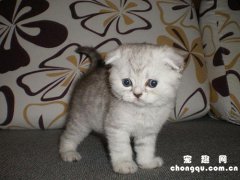 <b>猫咪打完狂犬多久可以洗澡？</b>