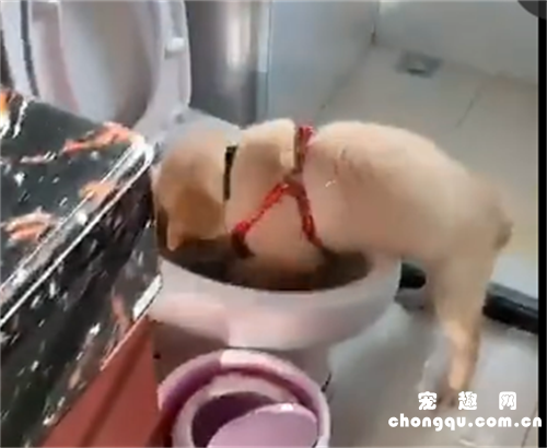 <b>一开门，铲屎官竟然发现狗子在马桶边这样...</b>