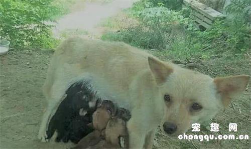 <b>母狗生下六只宝宝，全被主人拿去丢弃，母狗循味找到那一刻心疼</b>