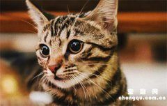 狸花猫怎么养才亲人?