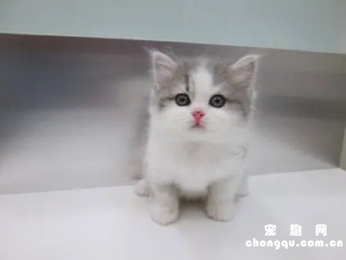 幼猫要多久才会和新主人熟悉?