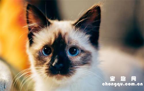 猫必须要打疫苗吗?