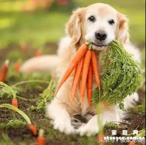 狗狗吃什么蔬菜对身体好？