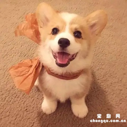 狗狗不尿尿怎么办？