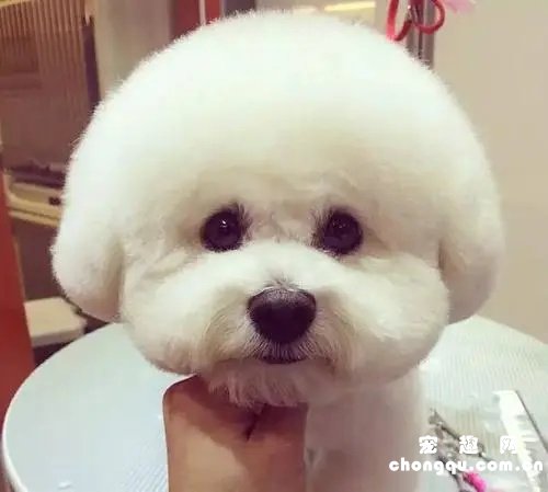 比熊能吃榴莲吗？
