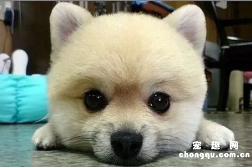 狗狗必须打的疫苗有哪些？