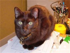 <b>猫不吃化毛膏可以吗?</b>