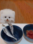 <b>第一次见狗馋成这样</b>