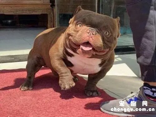 恶霸犬3个月到9个月的变化