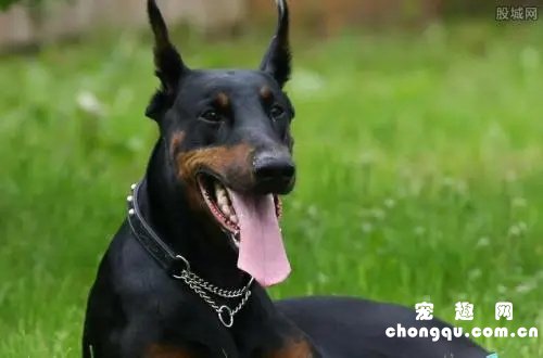 杜宾犬是什么性格的狗