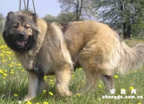 高加索犬怎么繁殖下一代呢