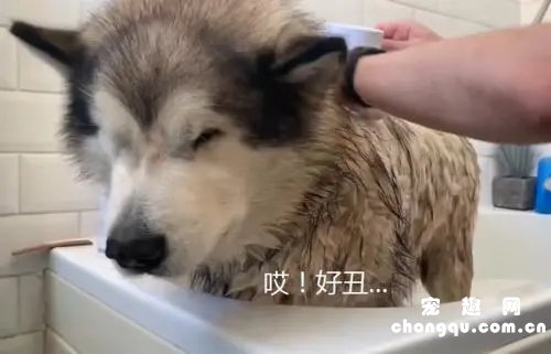 阿拉斯加犬洗澡用什么洗